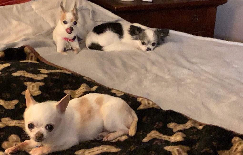 three chihuahuas lying in bed together