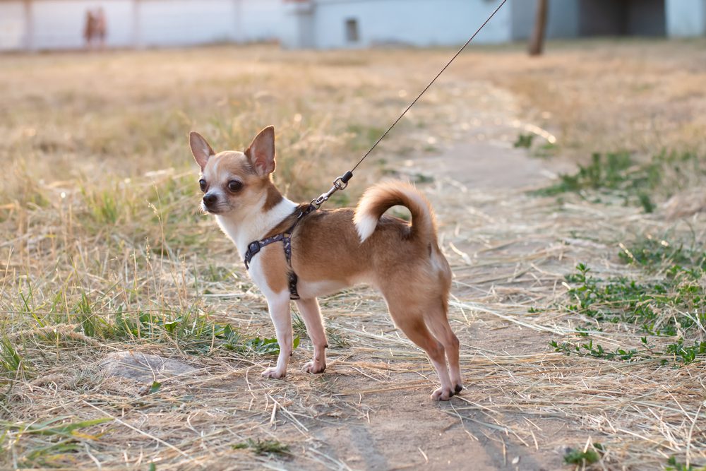 short haired tan and white Chihuahua on a lease turned back toward the camera as if seeing something