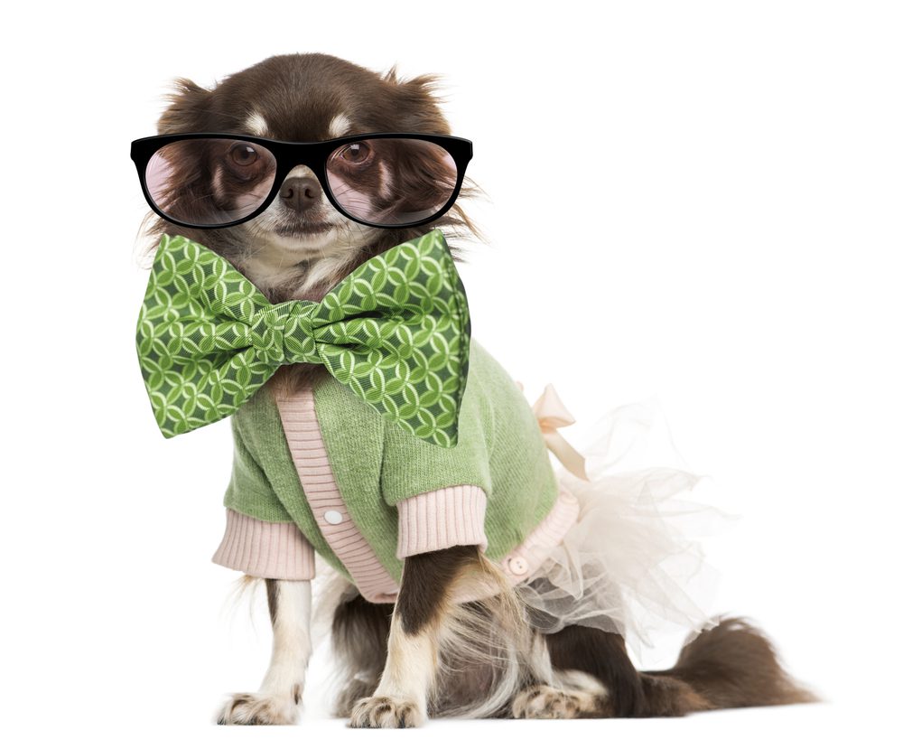 chocolate chihuahua wearing big glasses a dress, sweater and a huge green bow tie