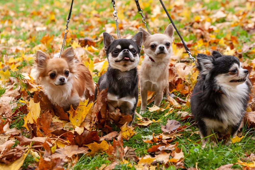 four chihuahuas on leashes standing in colored fall leaves