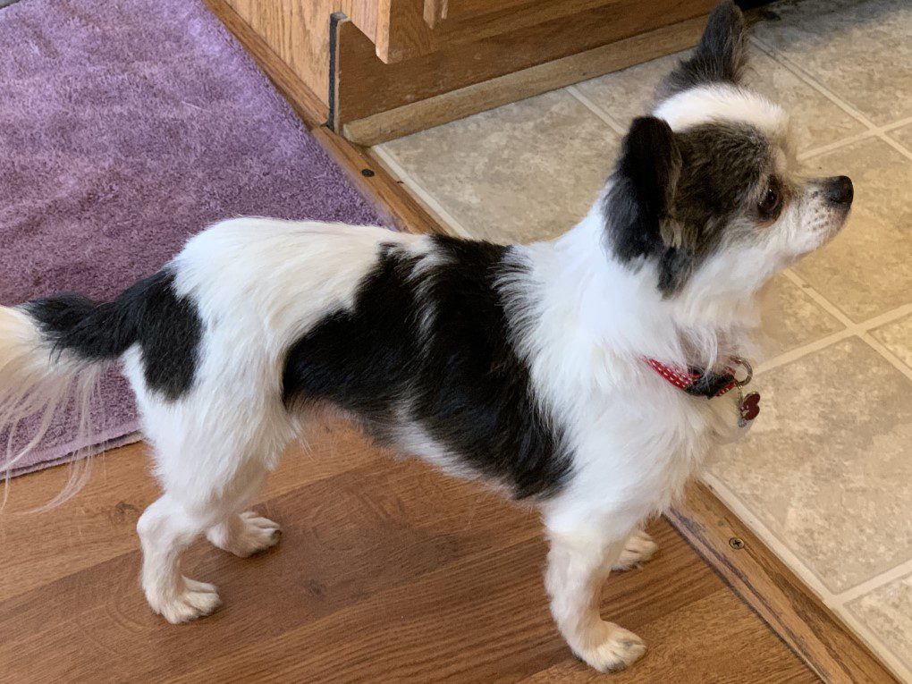 Black and white long haired chihuahua proof you can find a chihuahua that is purebred from a rescue