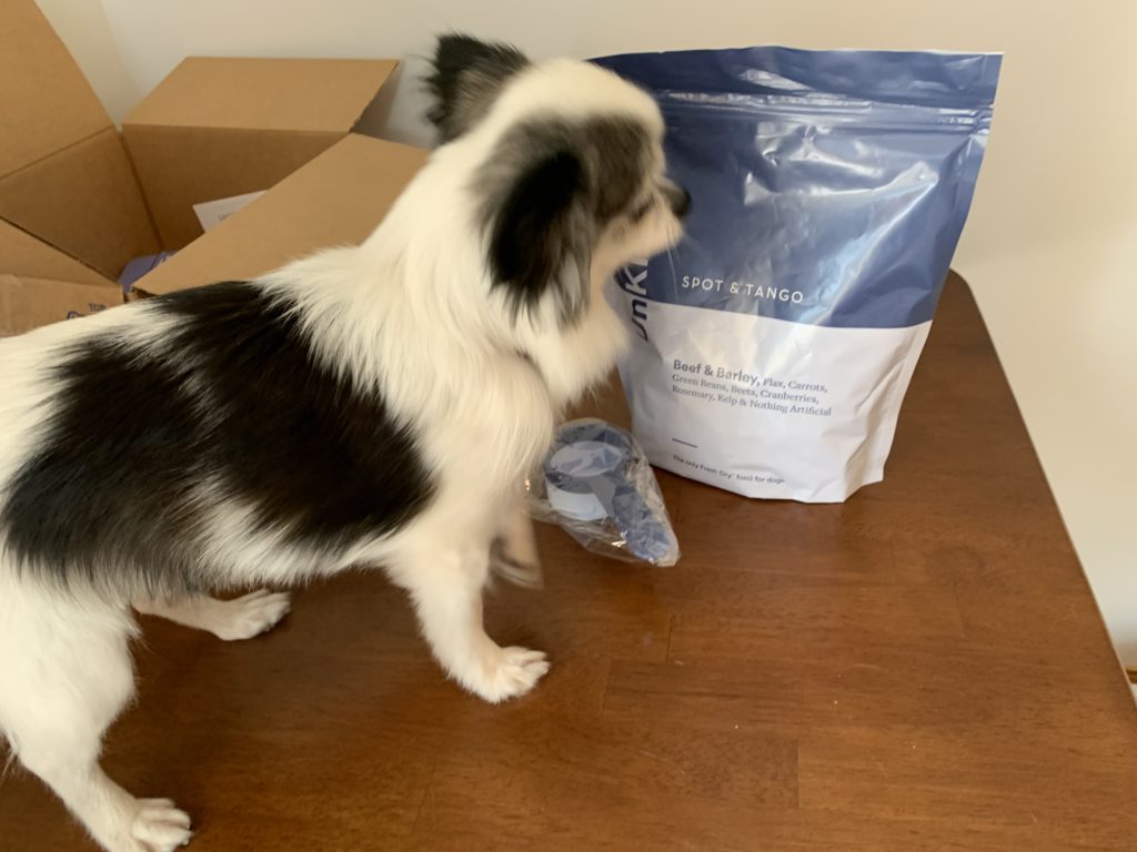 black and white chihuahua looking at a bag of spot and tango unkibble