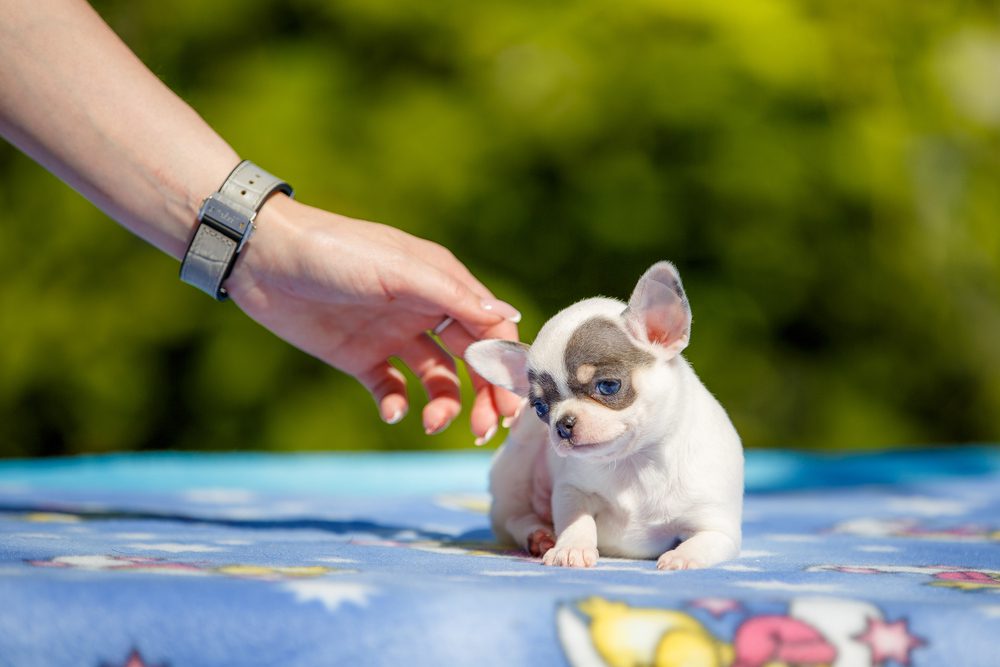 baby white and brown short haired chihuahua human hand reaching out to pet him