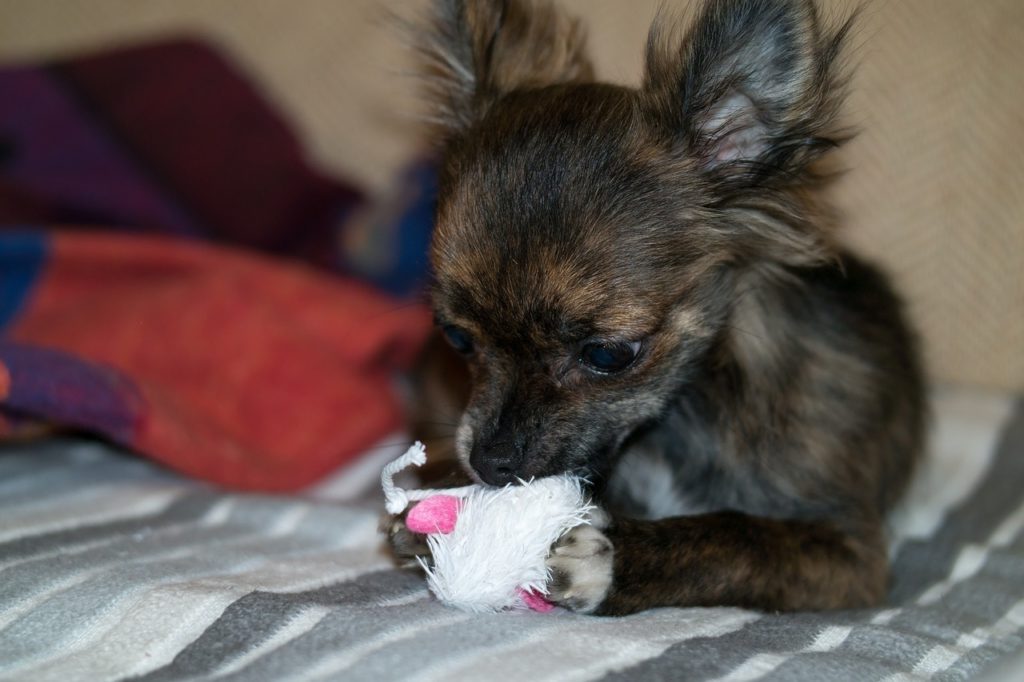 baby long haired chocolate chihuahua holding a toy between front paws