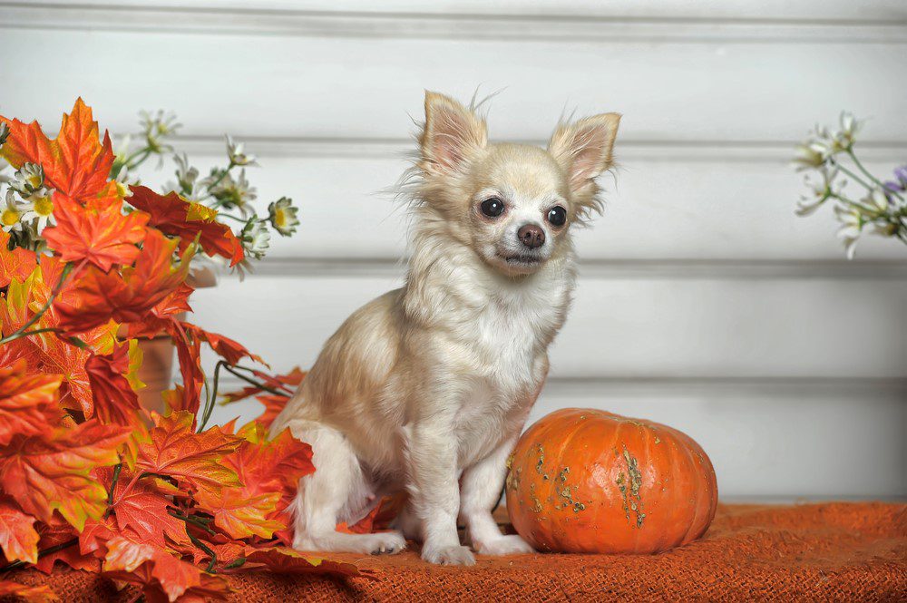 cream and tan long haired chihuahua posing for the camera with orange and yellow leaves and a pumpkin