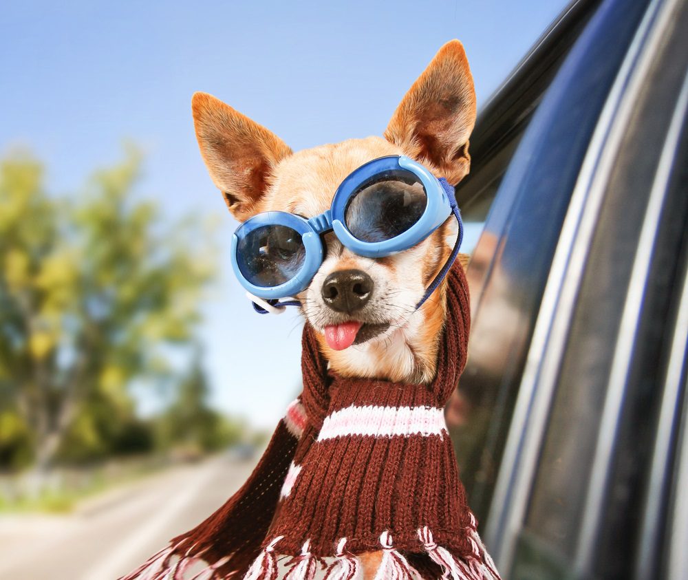 chihuahua wearing goggles and a scarf sticking head out of car window riding in a car