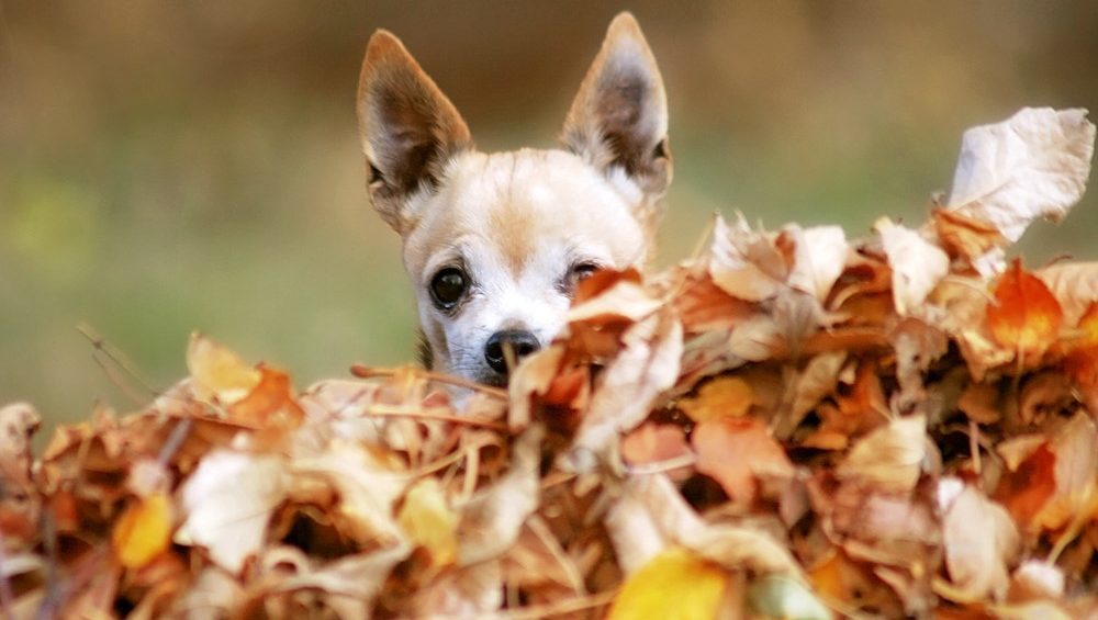 chihuahua hiding behind a pile of fall leaves with greenish blurry background