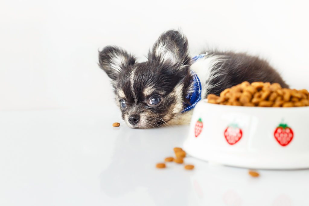 a black, white and brown chihuahua puppy lying on floor by bowl of dog food not interested in it