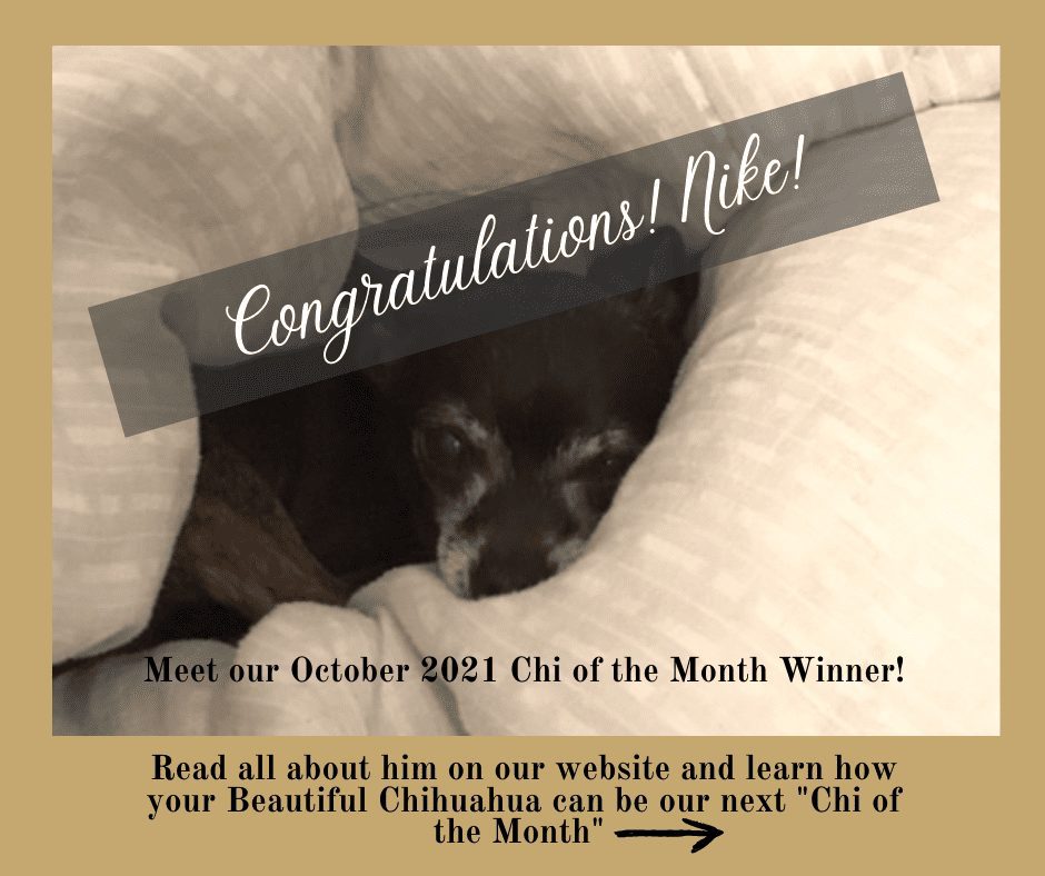 Black Chihuahua named Nike is our October 2021 chi of the month and is curled up on a pillow looking at the camera