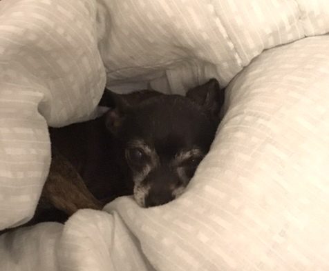 black chihuahua lying on white comforter looking at the camera, our Chi of the Month