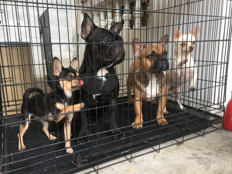 Amazing Story Of Dogs Rescued Just In Time From A High-Kill Shelter