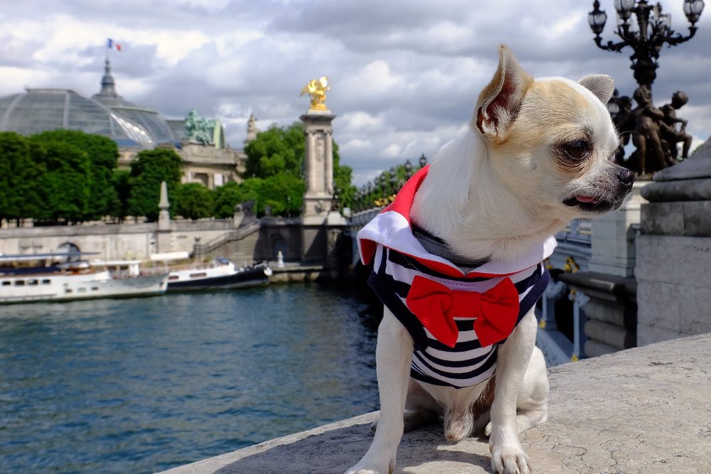 chihuahua sitting on concrete ledge by a river where there are boats wearing a blue, white and red sailing shirt with a red bow