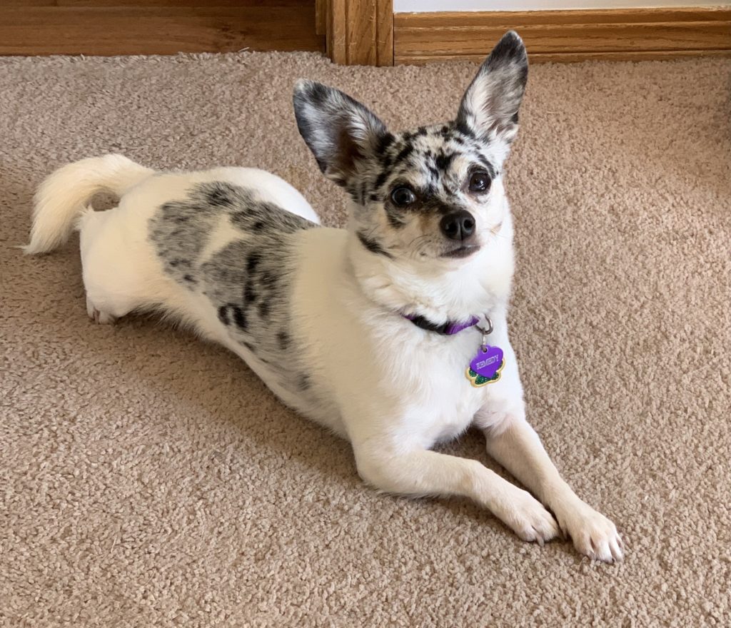 pear head blue merle short coated chihuahua named Remedy