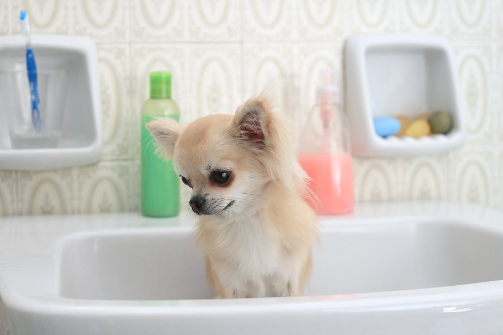 Is Dawn Dish Soap Safe for Dogs?