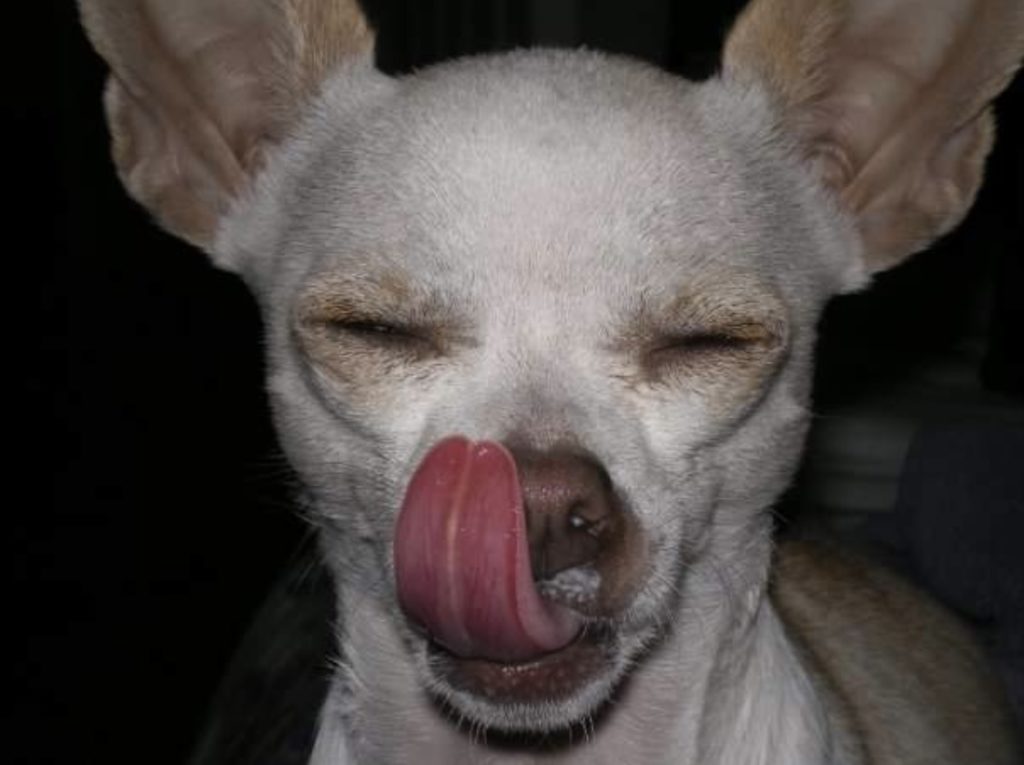 In Bella's story a chihuahua with eyes closed and licking nose