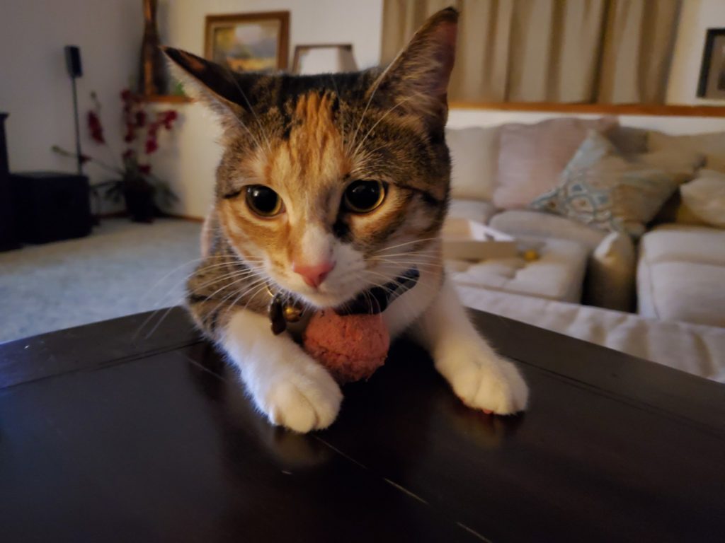 calico cat with pink ball between paws