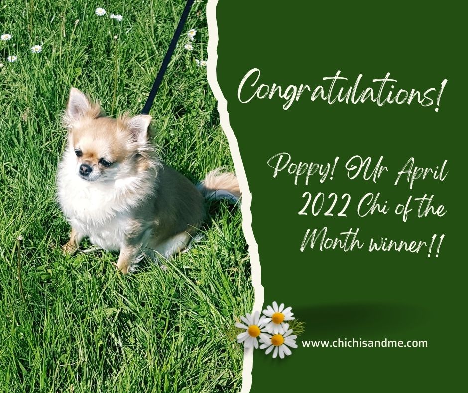 Long-haired fawn chihuahua as chichis and me april chi of the month winner