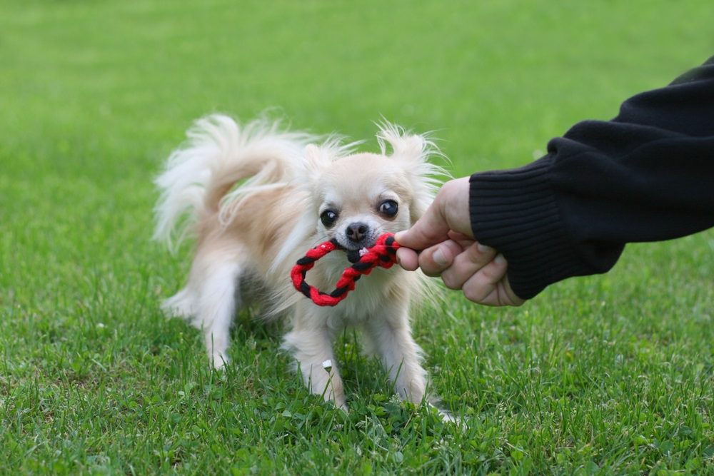 Chihuahua playing tug of war with a human in green grass