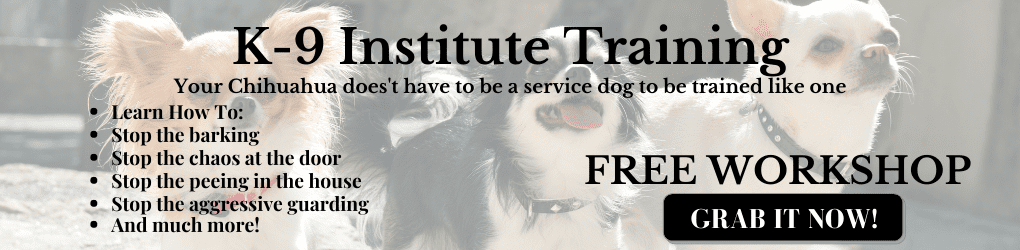 k-9 institute training ad for May 2022 chi of the month