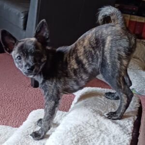 Peanut the brindle Chihuahua