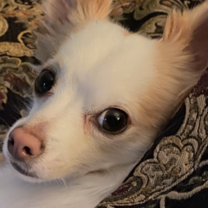 Sherlock the Chihuahua