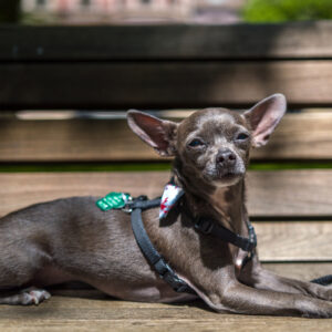 Love the all black Chihuahua