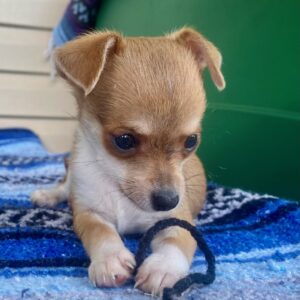 Zeus the baby Chihuahua