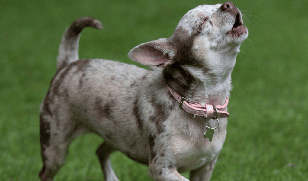 a blue merle chihuahua outdoors barking/howling