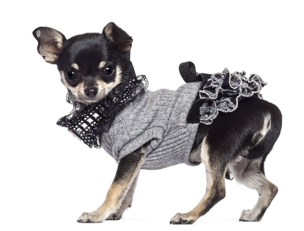 why do chihuahuas shake a black and tan chihuahua in gray and black sweater with ruffle at the back