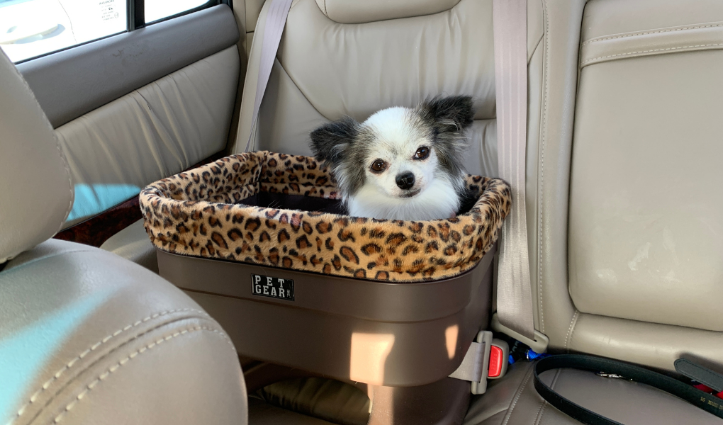 black and white Chihuahua riding in car in car-seat