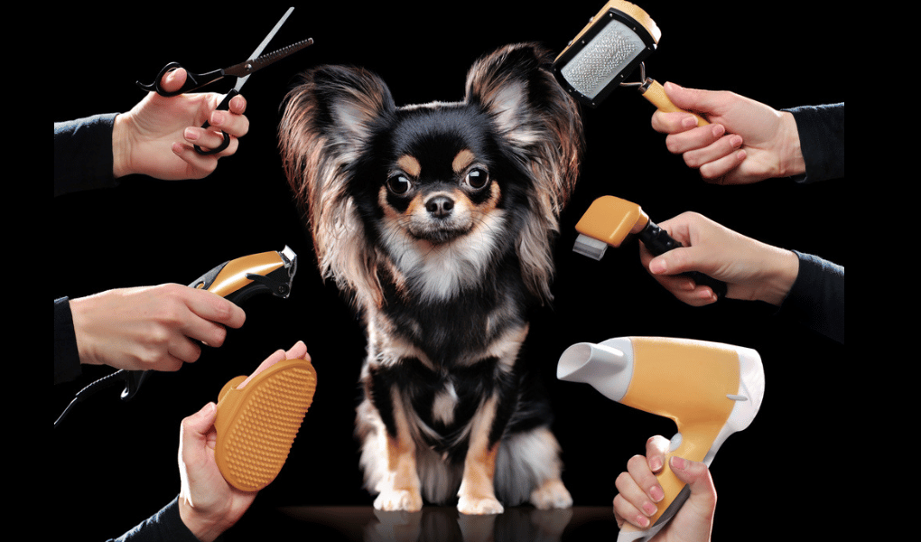 long haired chihuahua hands reaching toward him holding grooming tools-black background