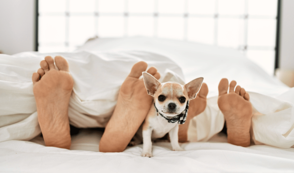 a chihuahua peeking out of bed covers between a man and a womans feet