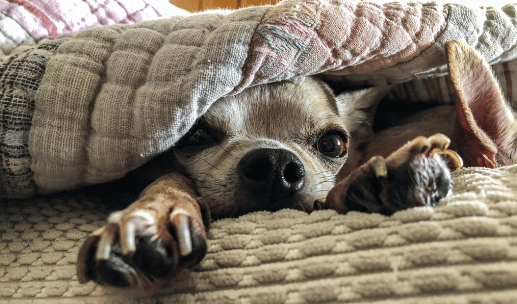 Why Do Chihuahuas Like To Burrow A Peek Into The Tiny Tunneling World Of The Chihuahua