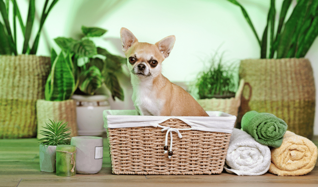 chihuahua sitting in basket surrounded by bath towels plants-overall green background