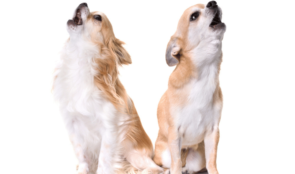 two chihuahuas side by side howling-white background