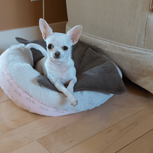 Gaby-Mouse the Chihuahua