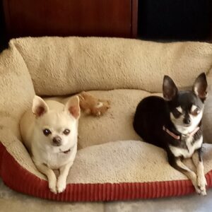 Chihuahuas Mija & Chica