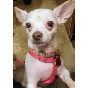 Pixie the Chihuahua