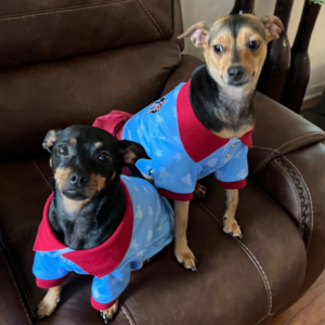 Roscoe and Sasha the Chihuahuas