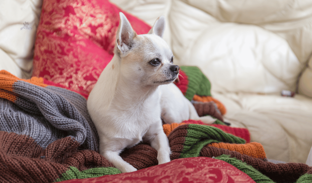 white chihuahua lying on couch-sofa with lots of throws-blankets and pillows