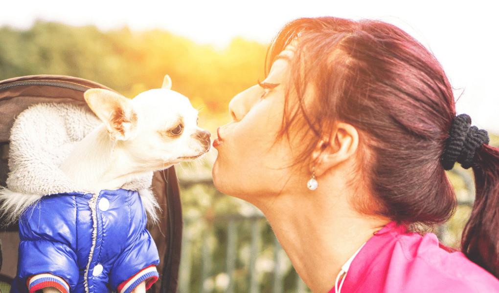 a white chihuahua wearing a coat leaning in to kiss a woman