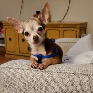 CiCi the Chihuahua