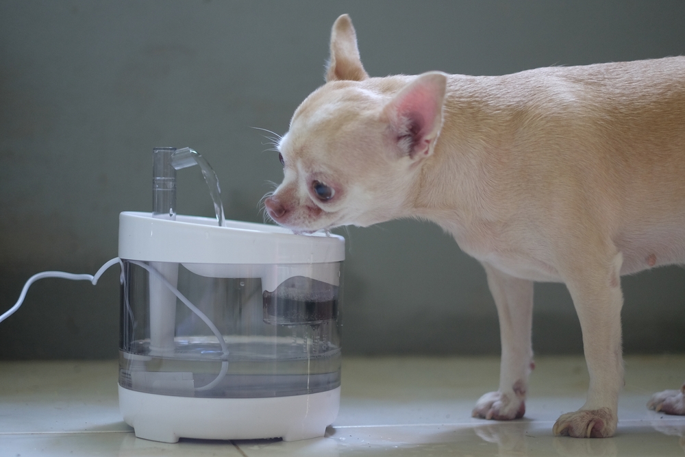 chihuahua drinking water from a filtered water bowl