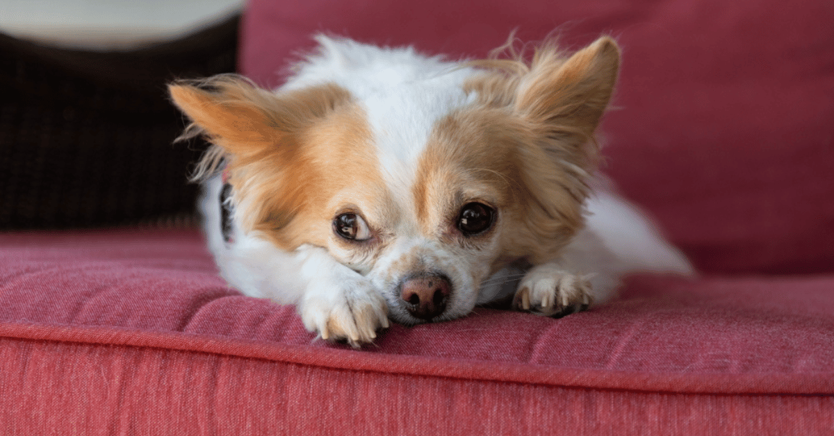 sad chihuahua lying flat on a pink couch