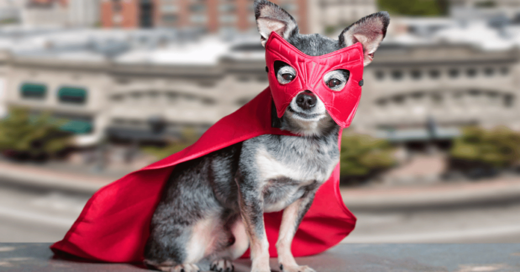 dogs love car rides because they feel like a superhero this chihuahua has on a red cape and mask with city in the background