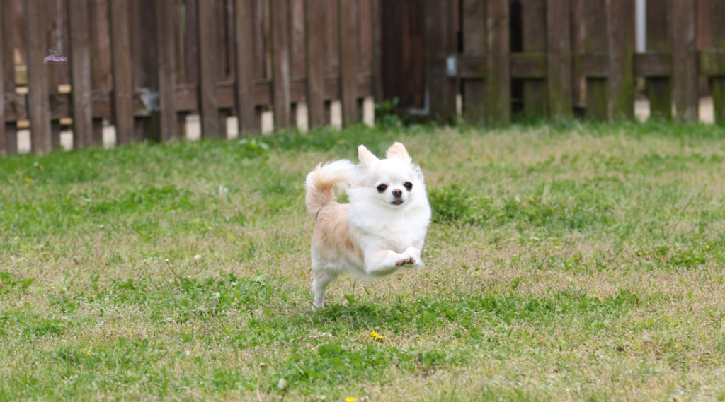 confident, independent chihuahua running on green grass