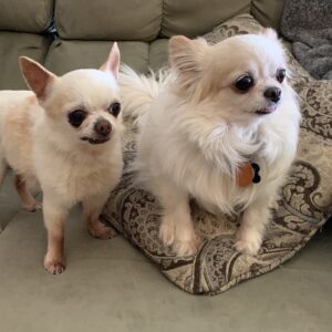 Liliana the sweetest Chihuahua with her father, a sire named winston