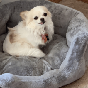 the sweetest chihuahua lying in her bed