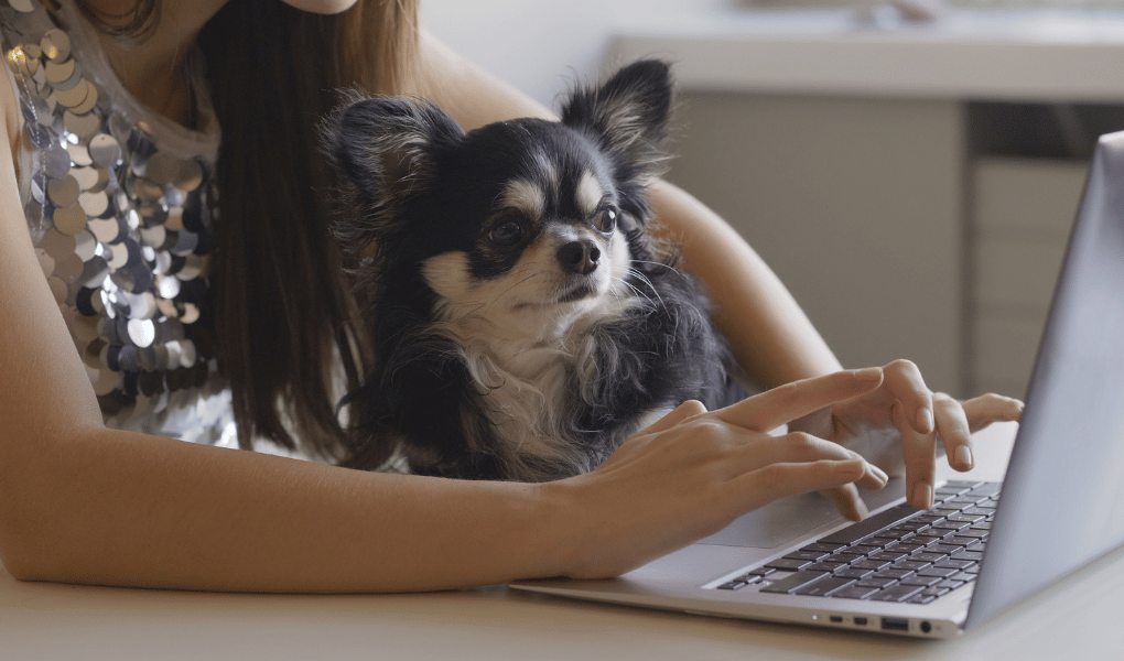 clingy chihuahua sitting on woman's lap while on laptop computer