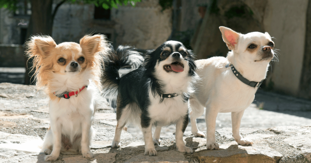 3 chihuahuas sitting on rock street